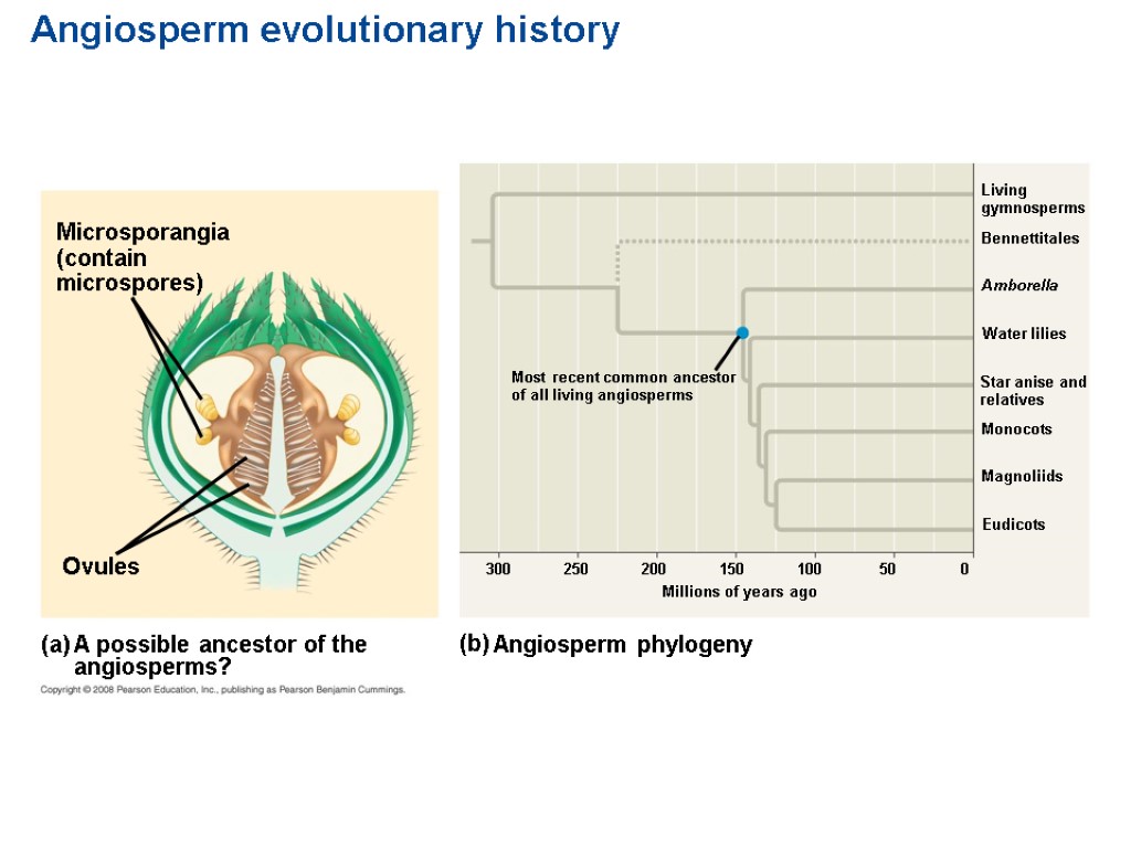 Angiosperm evolutionary history Microsporangia (contain microspores) Ovules A possible ancestor of the angiosperms? (a)